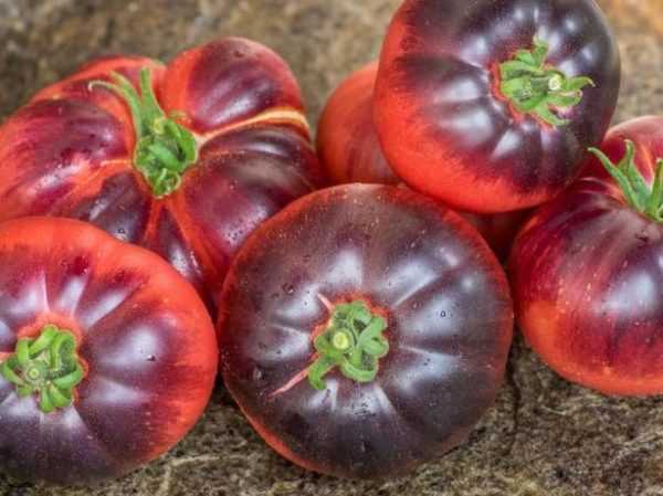 Nejlepší semínka rajčat Zedek -