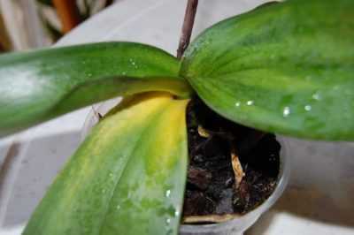 Hlavní choroby orchidejí a jejich léčba –