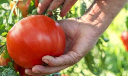 Nejoblíbenější rajčata pro Sibiř -