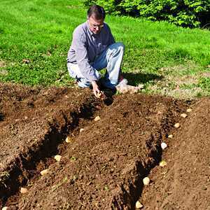 Metody pěstování brambor doma -