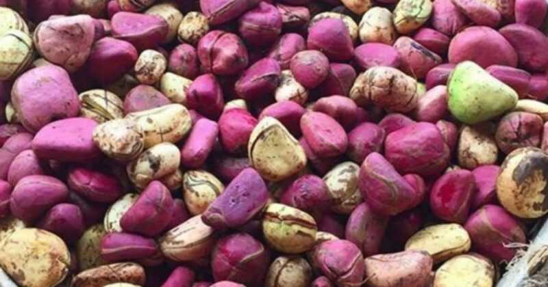 Kola ořech, Kalorie, výhody a poškození, Užitečné vlastnosti –