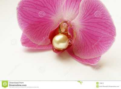 Císařova perlová orchidej –