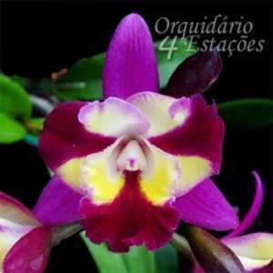 Sogo orchidej –