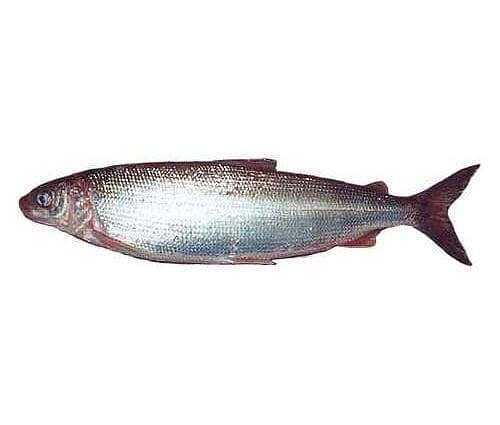 Bílé ryby, Kalorie, výhody a poškození, Užitečné vlastnosti -