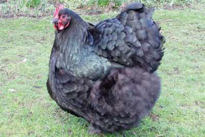Britská Orpington Chickens -