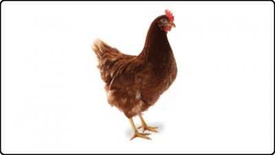 Chickens Brown Breed Nick –