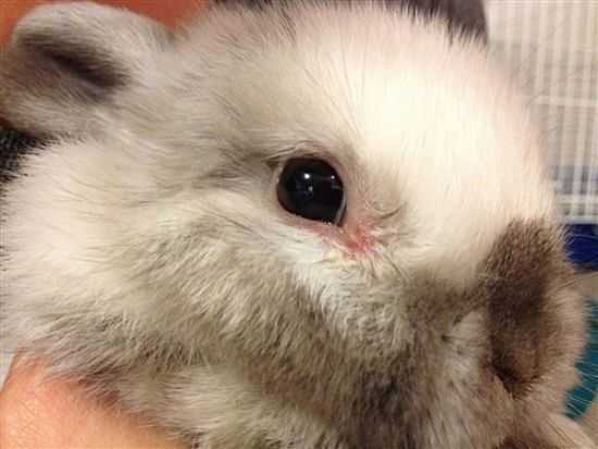 Proč může mít králík slzící oči? -