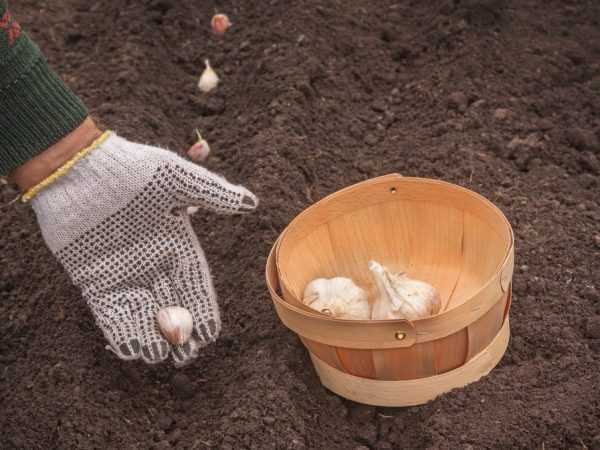Pravidla pro výsadbu česneku v zimě v Bělorusku -