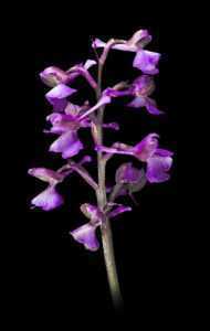 Léčivé vlastnosti orchideje a její použití. -