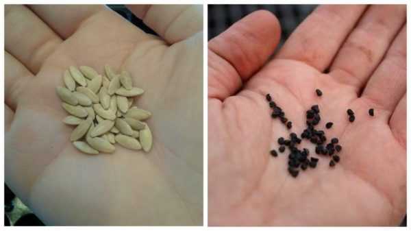 Pravidla namáčení semen okurek -