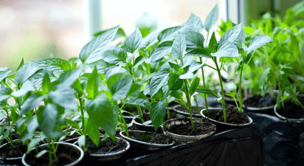 Pravidla pro pěstování pepře doma ze semen -