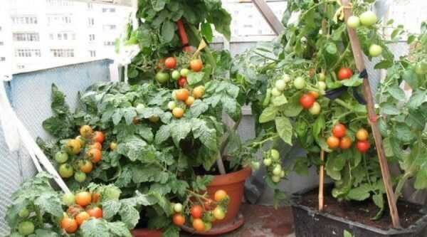 Pravidla pro pěstování a zalévání rajčat na parapetu -