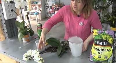 Pravidla pro přesazování orchidejí doma -