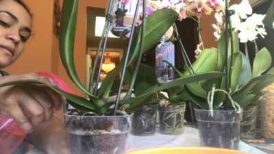 Zalévání orchidejí Phalaenopsis -