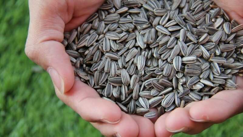 Slunečnicová semena, Kalorie, výhody a poškození, Užitečné vlastnosti -