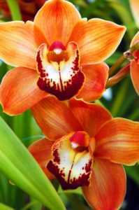 Druhy vzácných orchidejí –