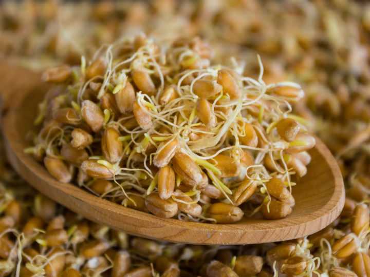 užitečné a nebezpečné vlastnosti naklíčené pšenice, kalorie, výhody a poškození, užitečné vlastnosti -