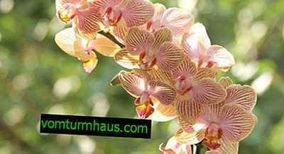 Odrůda orchideje Multiflora -