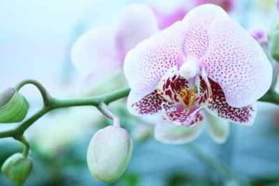 Různé kaskádové orchideje Phalaenopsis -