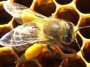Je rozdíl mezi včelou a pylem? O včelím pylu (pylu) -