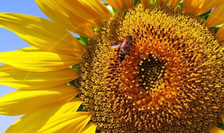 Sběr a uchování včelího pylu -