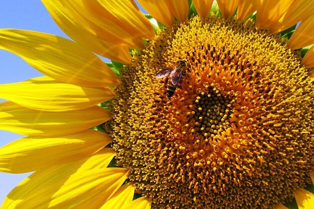 Sběr a uchování včelího pylu –