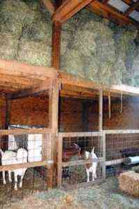 Anforderungen für den Bau einer Scheune für Ziegen