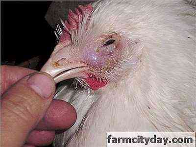 Behandlung der infektiösen Bronchitis bei Hühnern