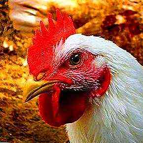 Behandlung des Eileiterprolaps bei Hühnern