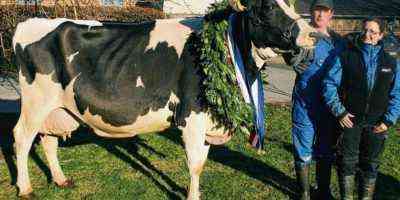 Behandlung von Zapfen am Körper einer Kuh