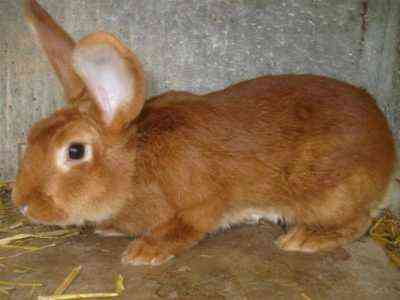Beschreibung der Kaninchen der burgundischen Rasse