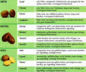 Beschreibung der Kartoffeln