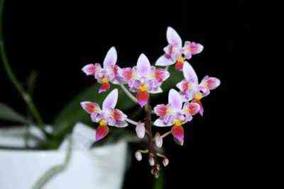 Beschreibung der Orchideen-Phalonopsis equestris