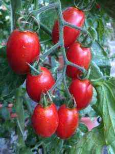 Beschreibung der Primadonna-Tomaten