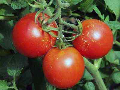 Beschreibung der scharlachroten Mustang-Tomate