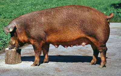 Beschreibung der Schweinerasse Duroc