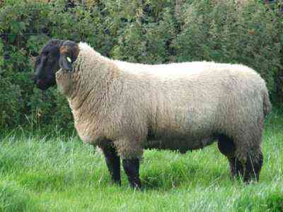 Beschreibung der Suffolk-Schafe