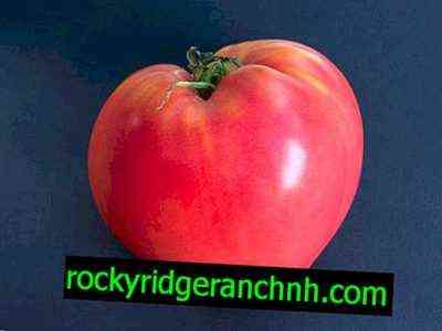 Beschreibung der Tomate Pink Spam