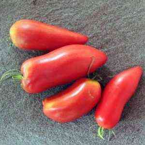 Beschreibung der Tomatensorte Viagra