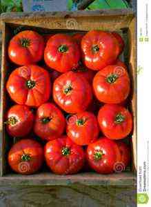 Beschreibung des Tomaten-Sonnenaufgangs