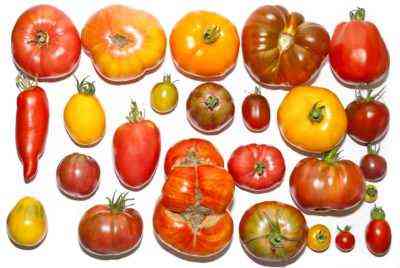 Beschreibung und Eigenschaften der Tomatensorten Kievlianka