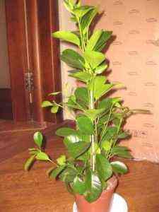 Beschreibung von Ficus Moklama