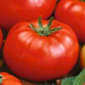 Beschreibung von Tomaten-Makhitos