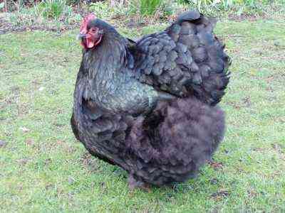 Britische Hühner Orpington