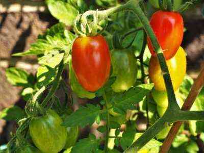 Charakterisierung von Tomaten De Barao Giant