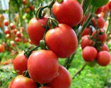 Charakteristisch für Tomate De Barao Pink