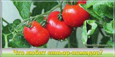 Charakteristisch für Tomaten Kuhohren