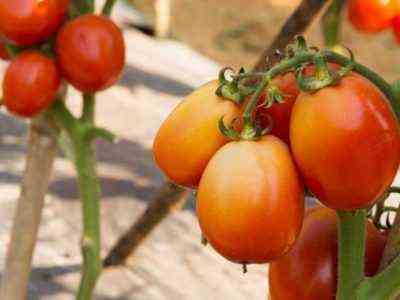 Charakteristisch für Tomaten-Monomakh-Hut
