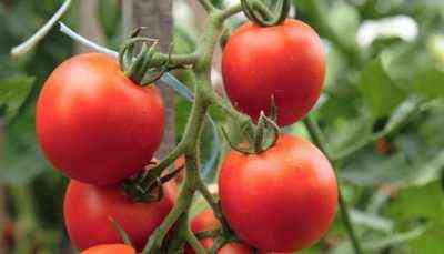 Charakteristische Tomatensorten Olga f1