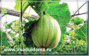 Das Prinzip des Gurkenanbaus im Ural